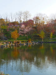 日本最遅開花の桜⑥