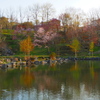 日本最遅開花の桜⑥