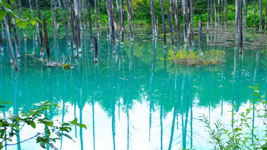 美瑛町　青い池