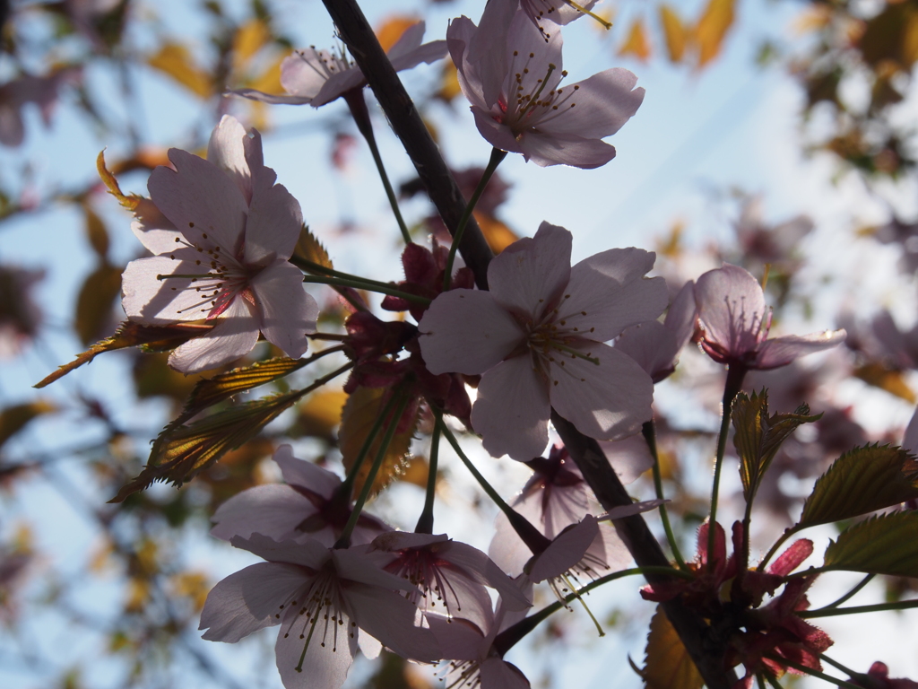 桜　まだ咲いてまーす＾＾