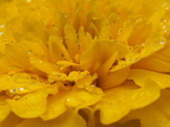 花・・・