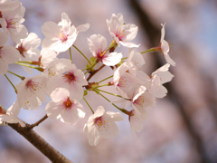 万博記念公園の桜