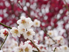 南部梅林の梅の花