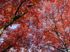 鶏足寺の紅葉
