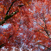 鶏足寺の紅葉