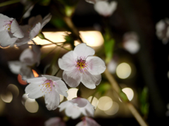 天満橋の夜桜