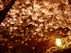 夜桜