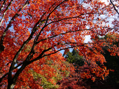 鶏足寺の紅葉