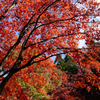 鶏足寺の紅葉