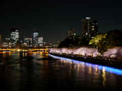 夜景と夜桜