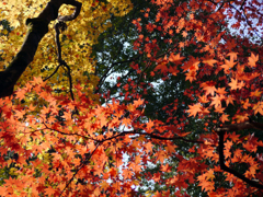鶏足寺の紅葉