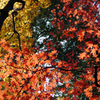 鶏足寺の紅葉