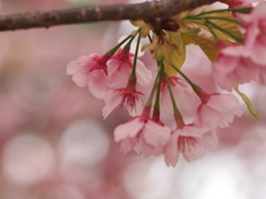 桜2