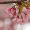 桜2