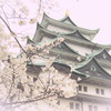 名古屋城と桜