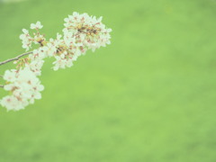 さくら