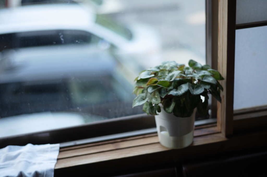 窓ぎわの観葉植物