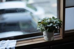 窓ぎわの観葉植物
