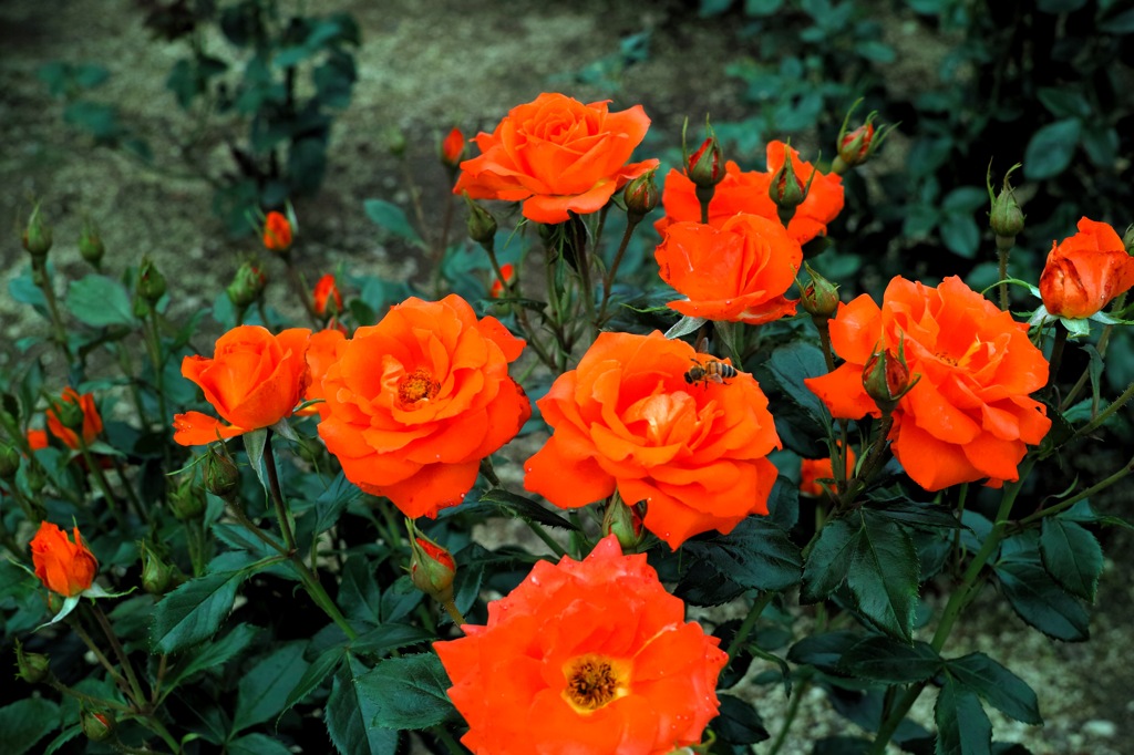 薔薇