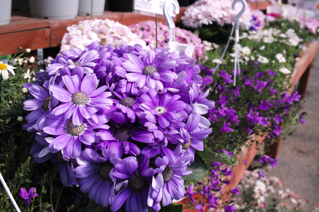 お花屋さんにて