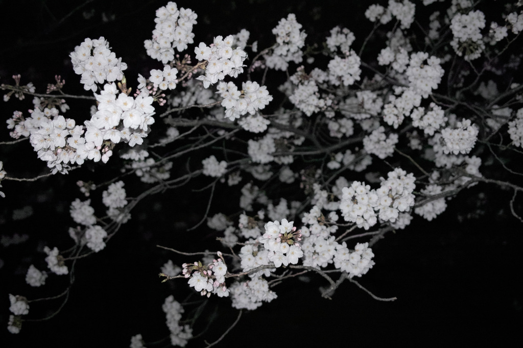 夜桜