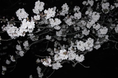 夜桜