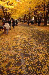 銀杏の道