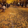銀杏の道