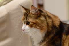 ノルウェーじゃん！フォレストねこ...らしい。