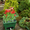 TAKINO