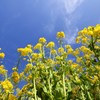 青空黄花２