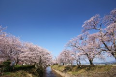 春満開