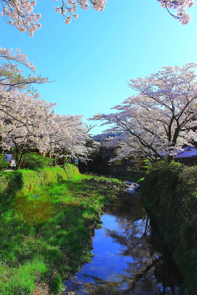 桜のある風景