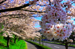 桜のお出迎え