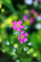 お花