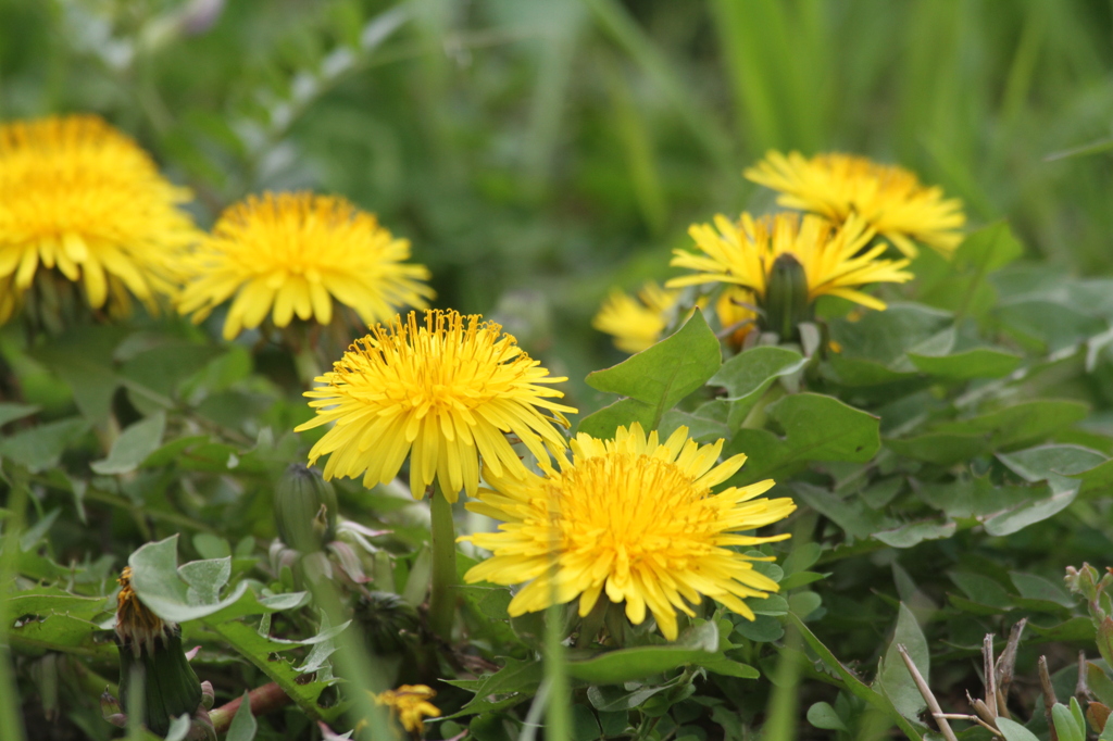 EF 100-300 5.6L　 古いレンズで②