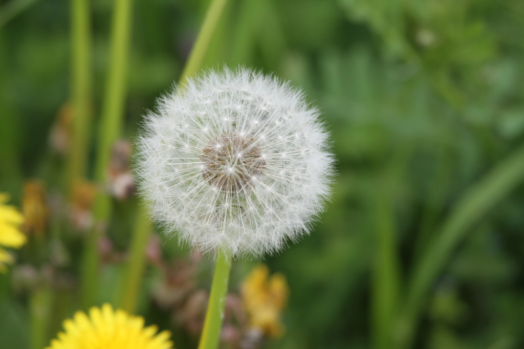 EF 100-300 5.6L　 古いレンズで①