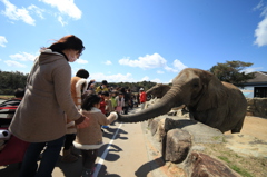 象の餌やり