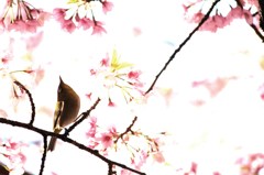 春の訪れ