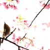 春の訪れ