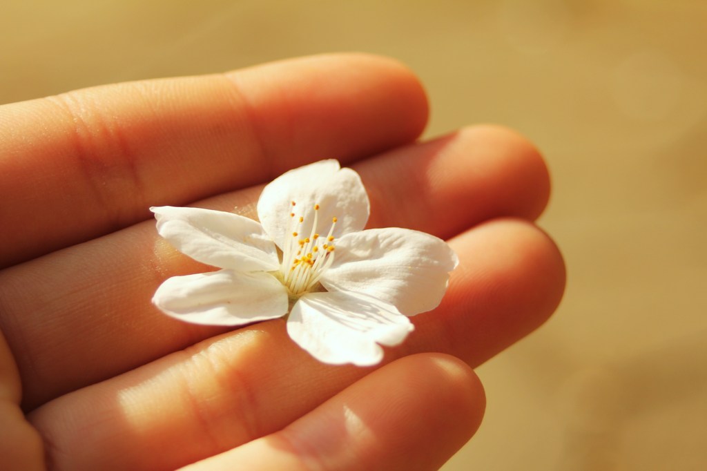 手のひら桜
