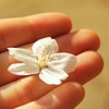 手のひら桜