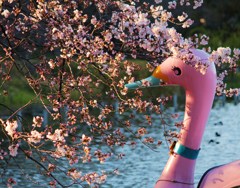 Lovely duck