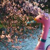 Lovely duck