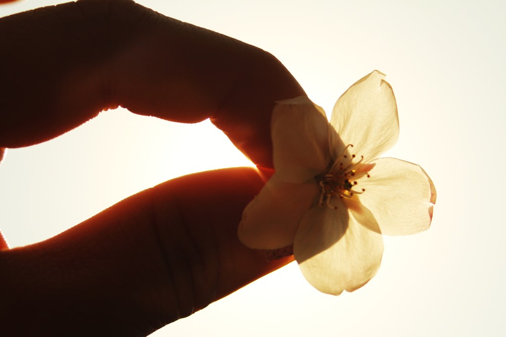 透け桜