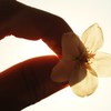 透け桜