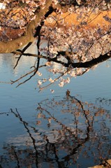 二つの桜