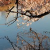 二つの桜