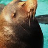 究極の癒し顔