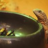 コオロギレストラン